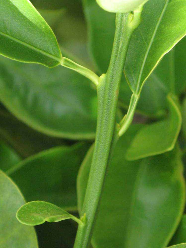            First year twig (Winter Haven, FL)   